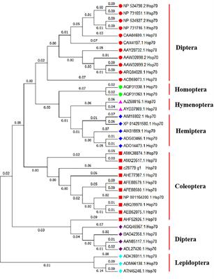 Induced Thermotolerance and Expression of Three Key Hsp Genes (Hsp70, Hsp21, and sHsp21) and Their Roles in the High Temperature Tolerance of Agasicles hygrophila